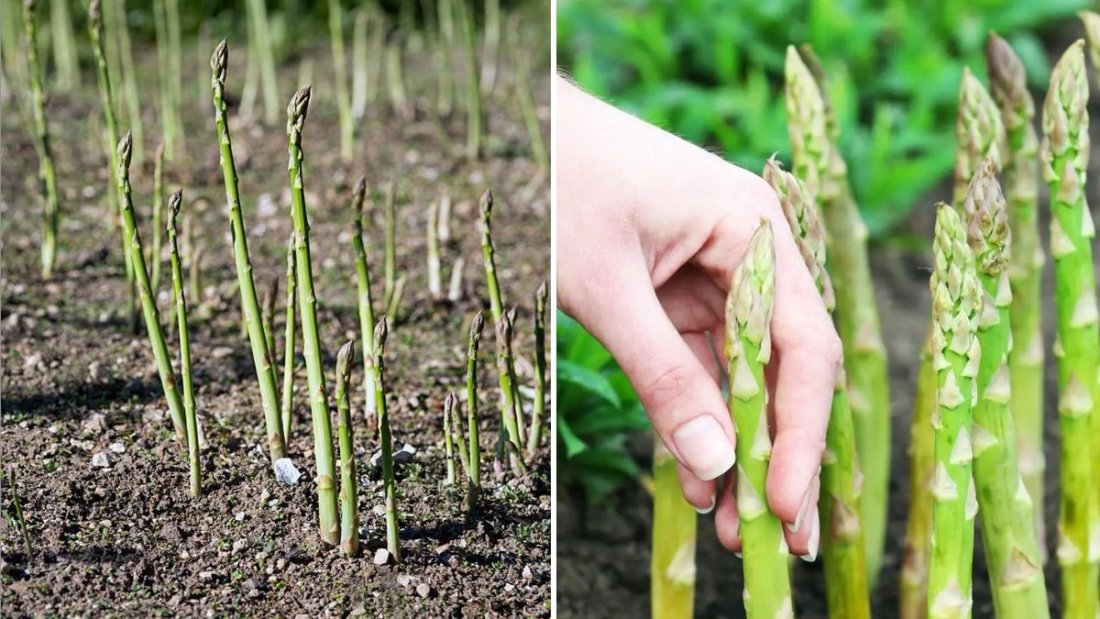Asparagus The Crisp, Green Superfood That’s Taking Over American Plates