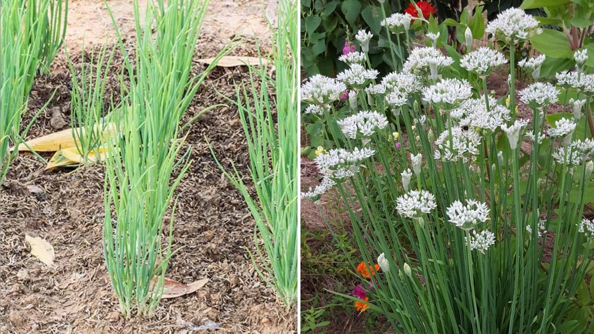 Chives The Fresh, Flavorful Herb Every American Kitchen Needs
