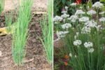 Chives The Fresh, Flavorful Herb Every American Kitchen Needs