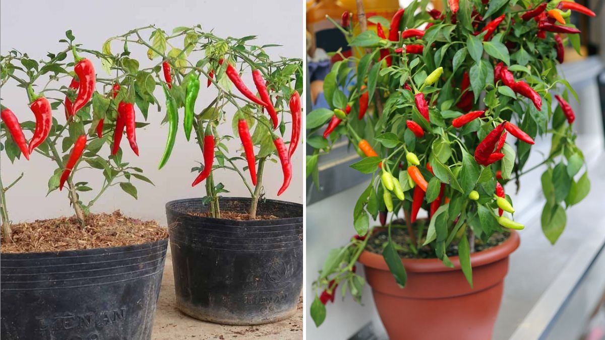 Chili Pepper Power A Fiery Guide to Flavor, Health, and Growing Your Own Heat in America