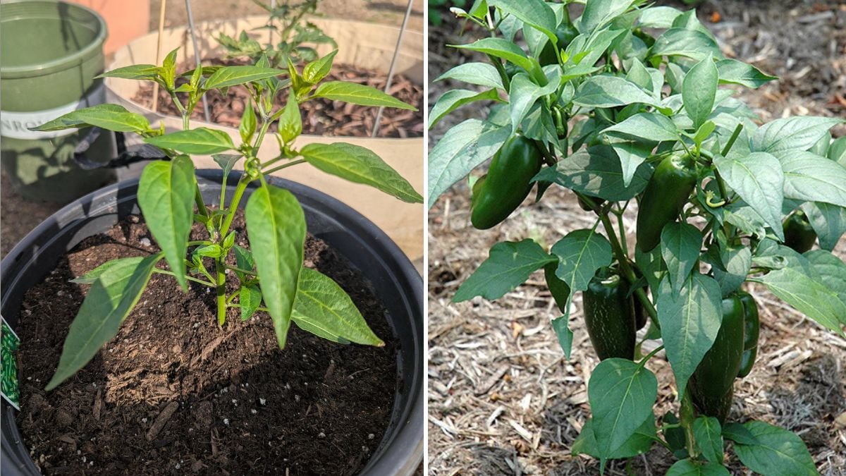 Jalapeño Joy The Ultimate American Guide to Cooking, Growing, and Loving This Spicy Green Pepper