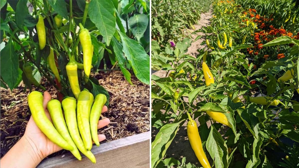 Banana Pepper Bliss The Sweet and Tangy Guide to Cooking, Health, and Growing America’s Favorite Mild Chili