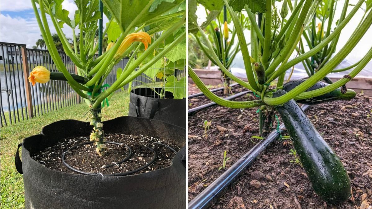 Zesty Zucchini Magic America’s Favorite Green Veggie for Fresh Cooking, Health, and Home Gardening
