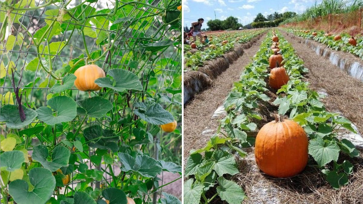Perfectly Pumpkin America’s Fall Favorite for Cooking, Health, and Home Décor Magic