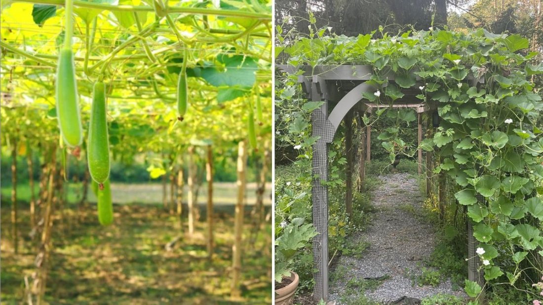 Bottle Gourd America’s Secret Superfood for Healthy Living and Home Gardening