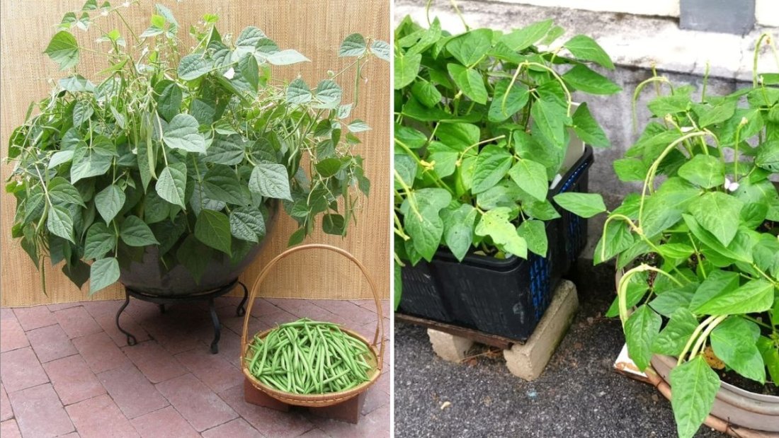 Green Beans America’s Favorite Crunchy Super Veggie for Healthy Eating and Easy Gardening