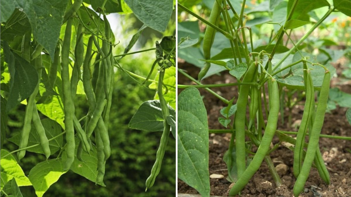 French Beans The Crispy, Nutritious, and Easy-to-Grow Vegetable Taking American Gardens by Storm