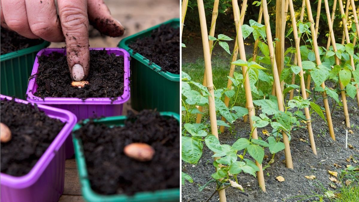 Runner Beans America’s Next Garden Favorite for Nutrition, Flavor, and Easy Growing