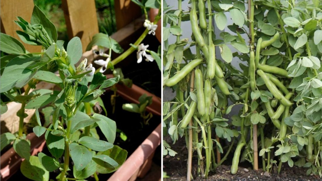 Broad Beans The Ultimate American Gardener’s Guide to Growing, Cooking, and Enjoying Fava Beans
