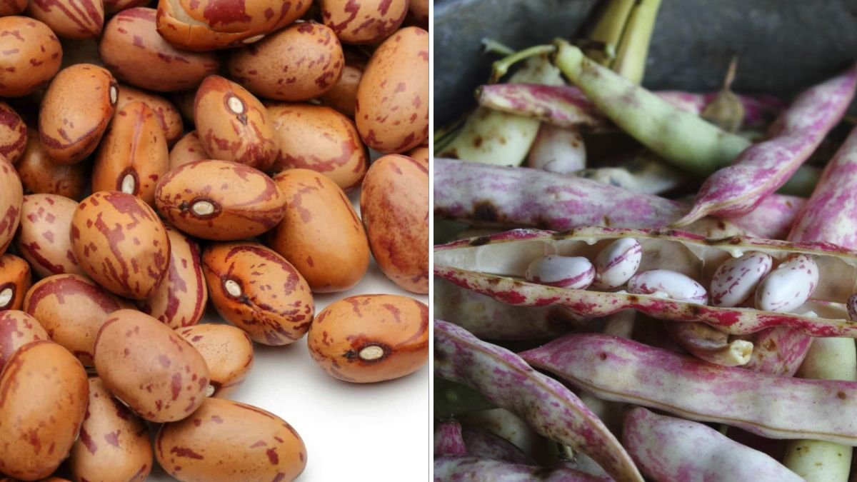 Pinto Beans The Heart of Southwestern Cooking and a Powerhouse of Nutrition