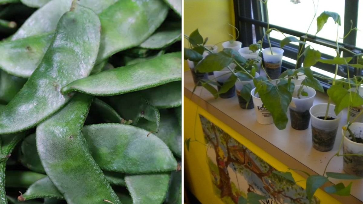 Lima Beans The Creamy Superfood of Southern Cuisine and Modern American Cooking