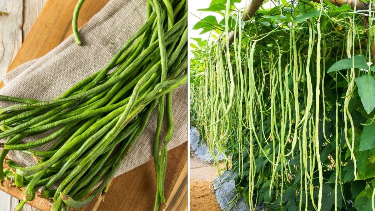 Yardlong Beans The Secret Asian Vegetable Taking American Gardens and Kitchens by Storm