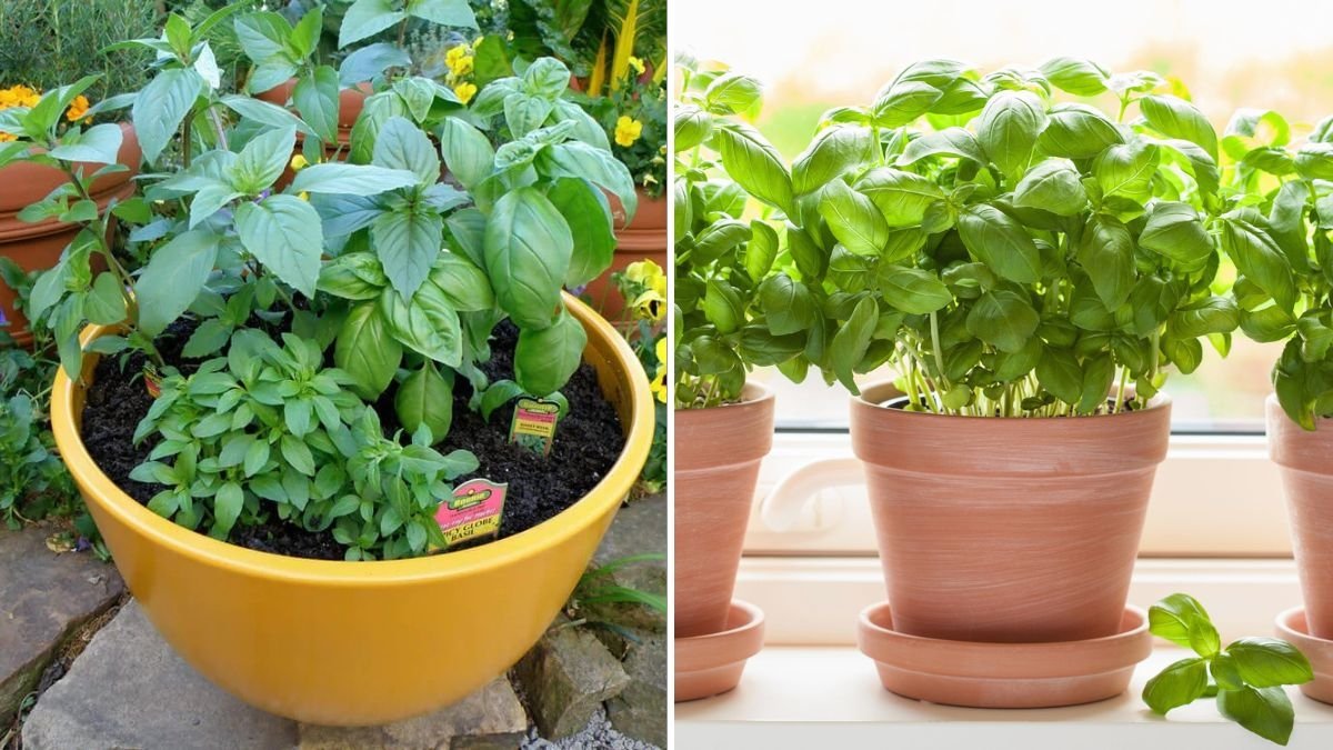 Basil The Fragrant Herb Every American Kitchen and Garden Needs