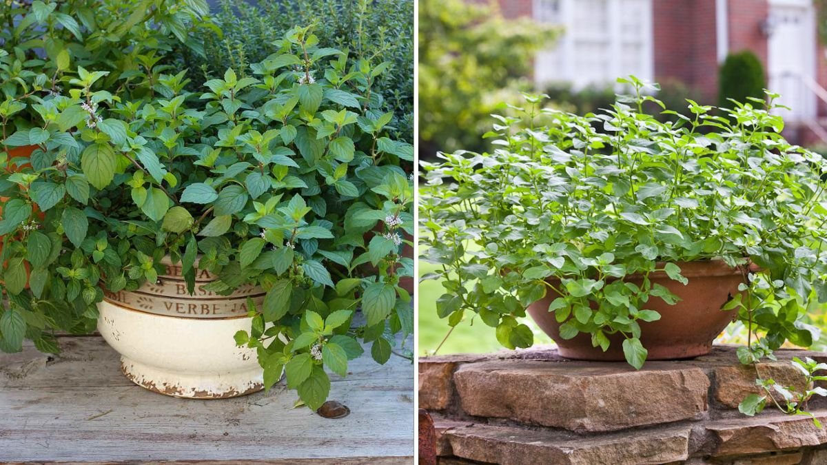 Mint The Cool, Refreshing Herb Every American Kitchen and Garden Should Have