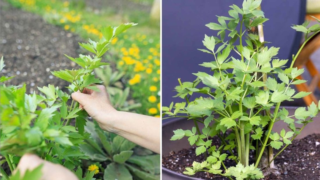 Lovage The Forgotten Herb Bringing Bold Flavor and Health Benefits Back to American Kitchens