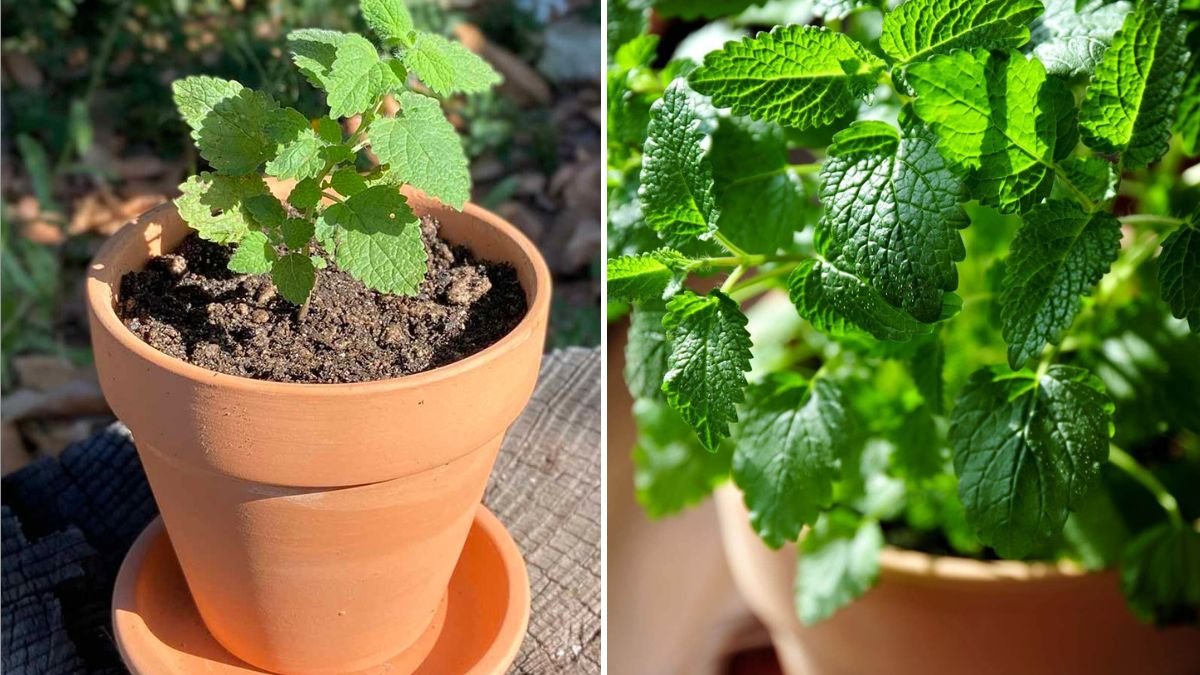 Lemon Balm The Calming Herb Every American Garden and Kitchen Needs