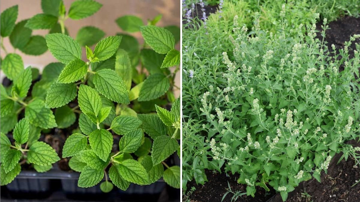 Catnip The Playful Herb Every American Cat (and Gardener) Will Love