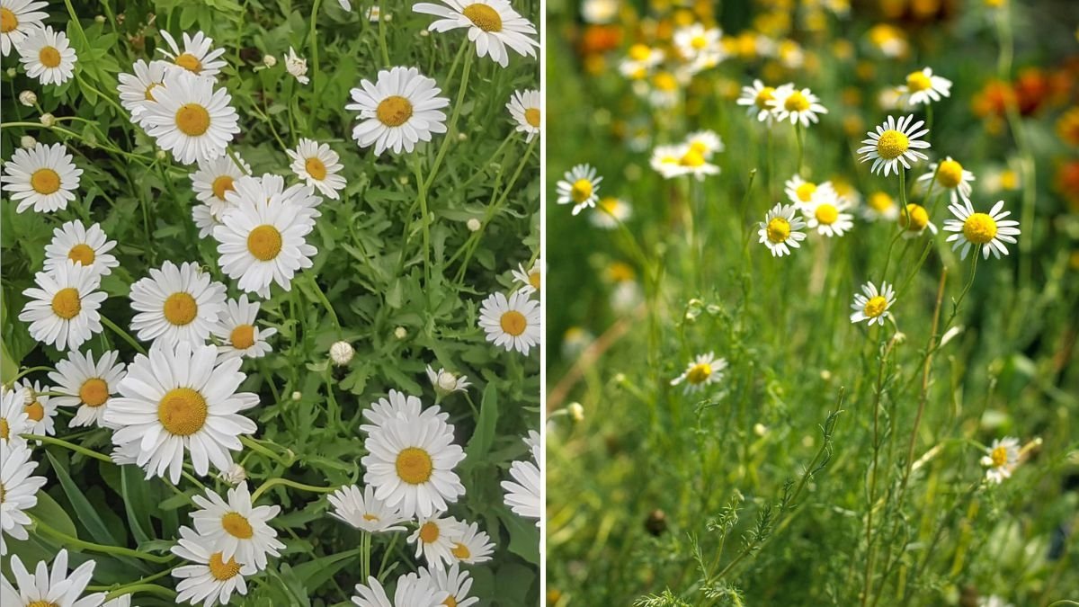 Chamomile The Soothing Herb That’s Calming America, One Cup at a Time