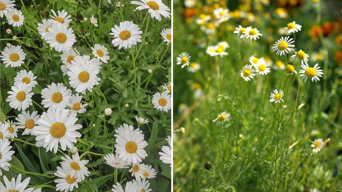 Chamomile The Soothing Herb That’s Calming America, One Cup at a Time