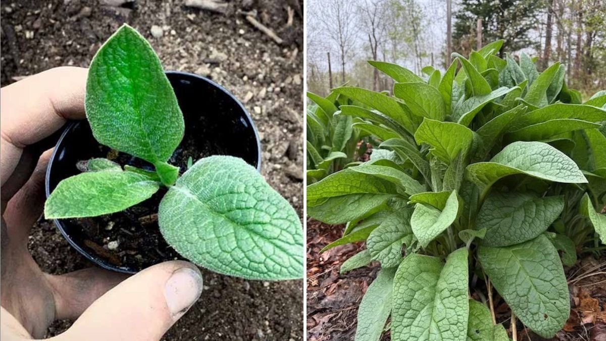 Comfrey The Miracle Herb Every American Gardener Should Know About