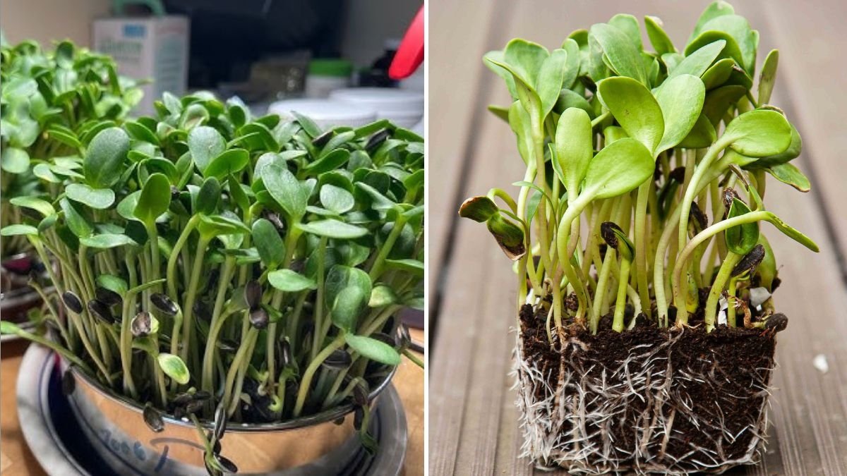 How to Grow and Enjoy Sunflower Shoots America’s New Favorite Superfood for Health and Flavor