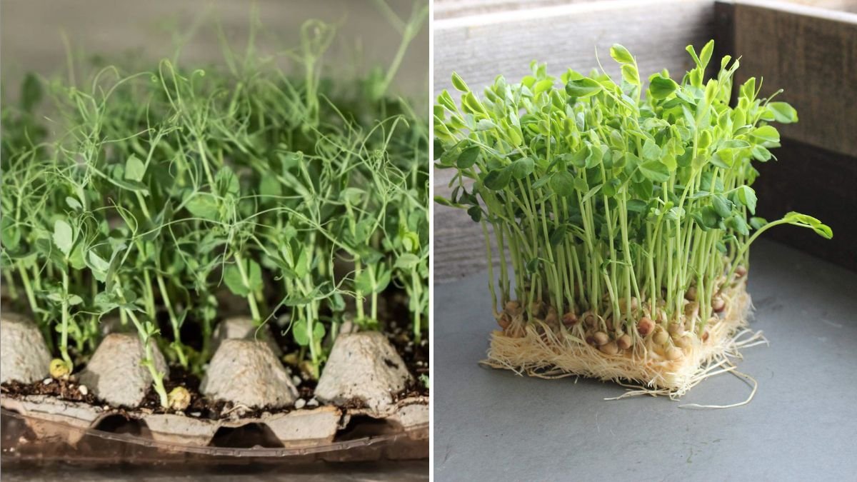 How to Grow and Enjoy Pea Shoots The Fresh, Crunchy Supergreen Taking Over American Kitchens
