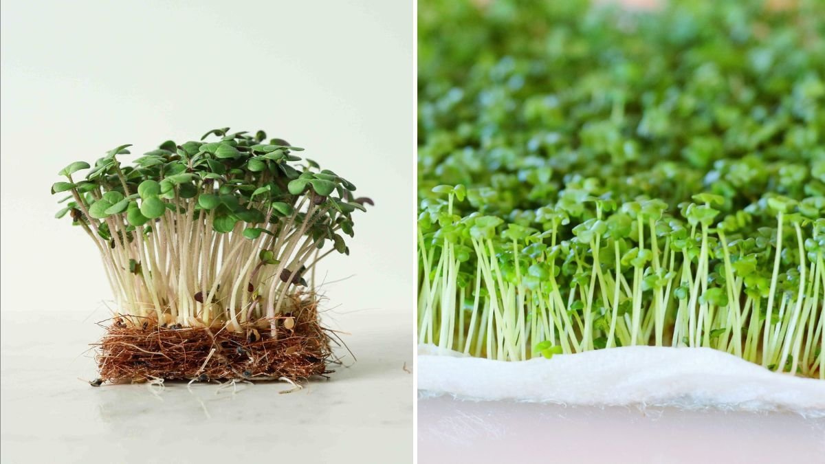 How to Grow and Enjoy Mustard Microgreens The Spicy, Nutrient-Packed Supergreen America Loves