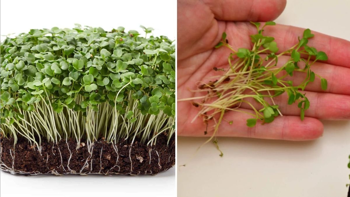How to Grow and Enjoy Arugula Microgreens America’s Zesty Supergreen for Fresh Flavor and Nutrition
