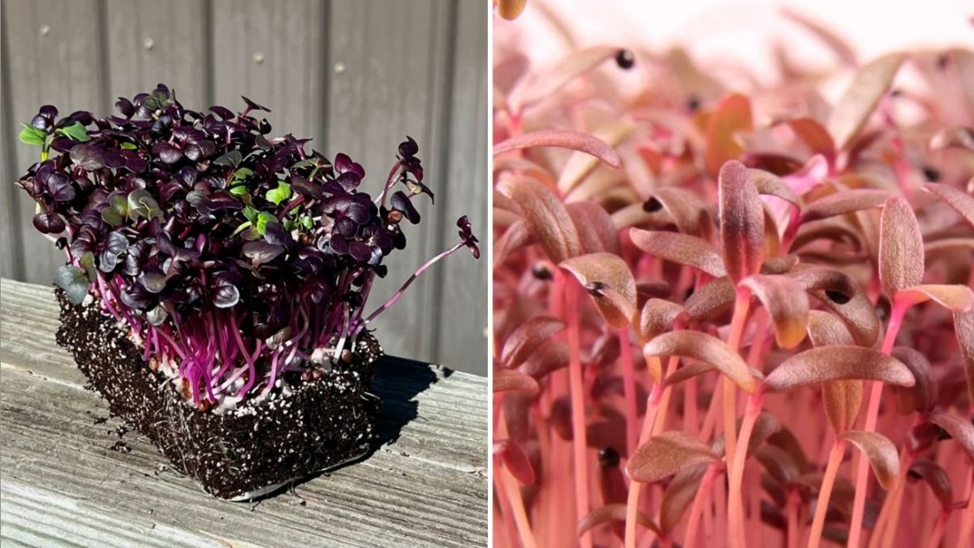 How to Grow Amaranth Microgreens America’s Vibrant Superfood Packed with Color, Flavor, and Nutrition