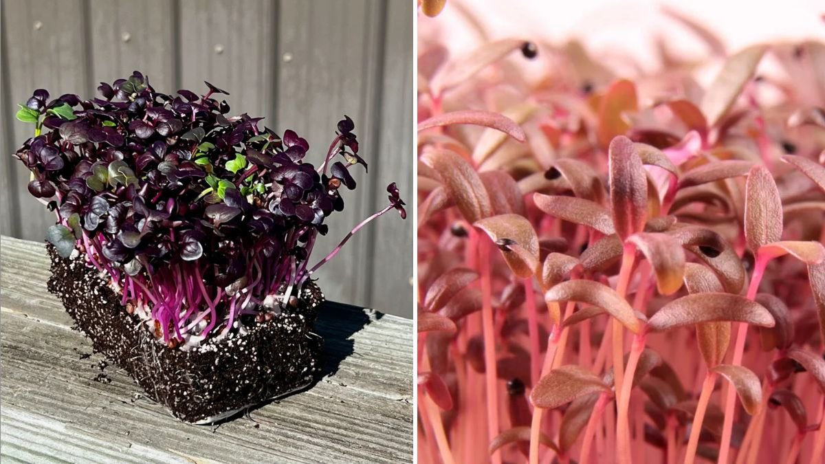 How to Grow Amaranth Microgreens America’s Vibrant Superfood Packed with Color, Flavor, and Nutrition
