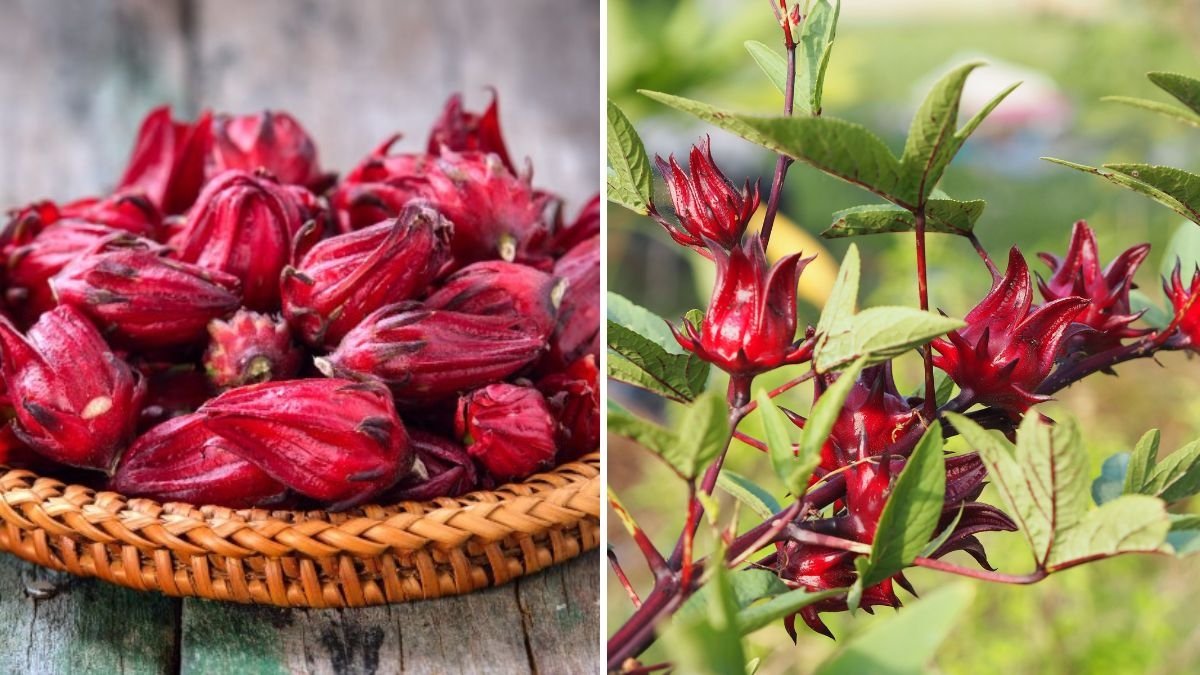 Roselle (Sorrel Hibiscus) The Vibrant American Superplant for Flavor, Health, and Holiday Cheer