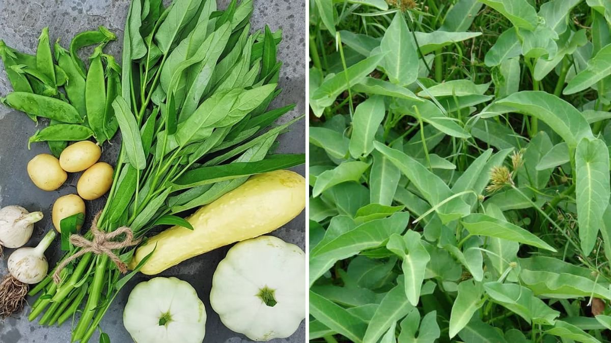 Kang Kong (Water Spinach) America’s Next Super Green for Healthy Living and Global Flavors