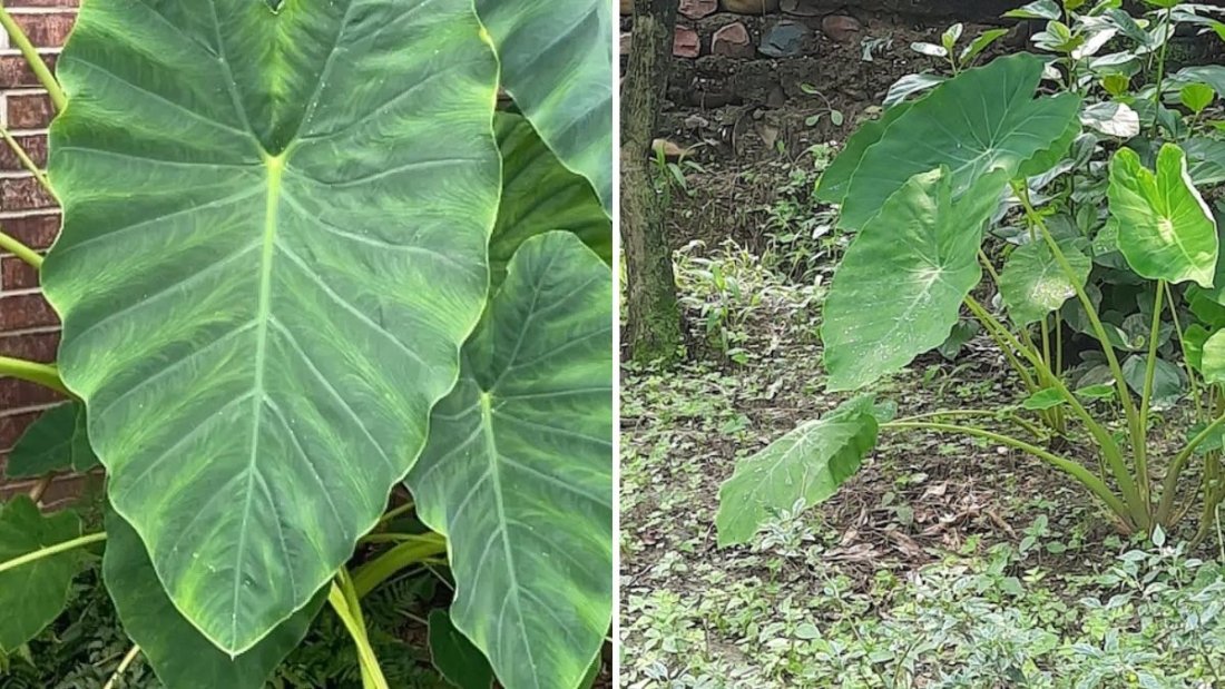 Taro Leaves The Next Big Supergreen Taking Over American Kitchens and Gardens