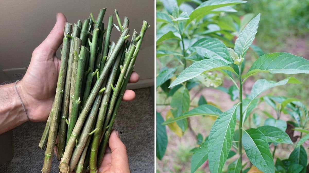 Bitterleaf The Bold, Nutrient-Packed Green Winning Hearts in American Kitchens and Gardens