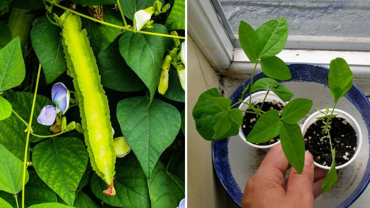 Winged Bean The Underrated Super Vegetable Taking Root in American Gardens and Kitchens