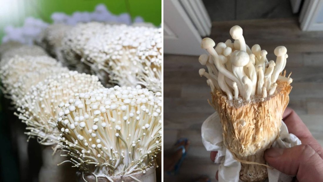 Enoki Mushrooms The Crispy, Nutritious Superfood Americans Are Falling in Love With