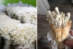 Enoki Mushrooms The Crispy, Nutritious Superfood Americans Are Falling in Love With