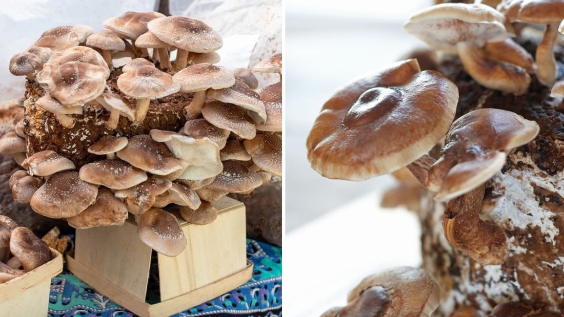 Maitake Mushrooms The Immune-Boosting Superfood Taking Over American Kitchens