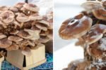 Maitake Mushrooms The Immune-Boosting Superfood Taking Over American Kitchens