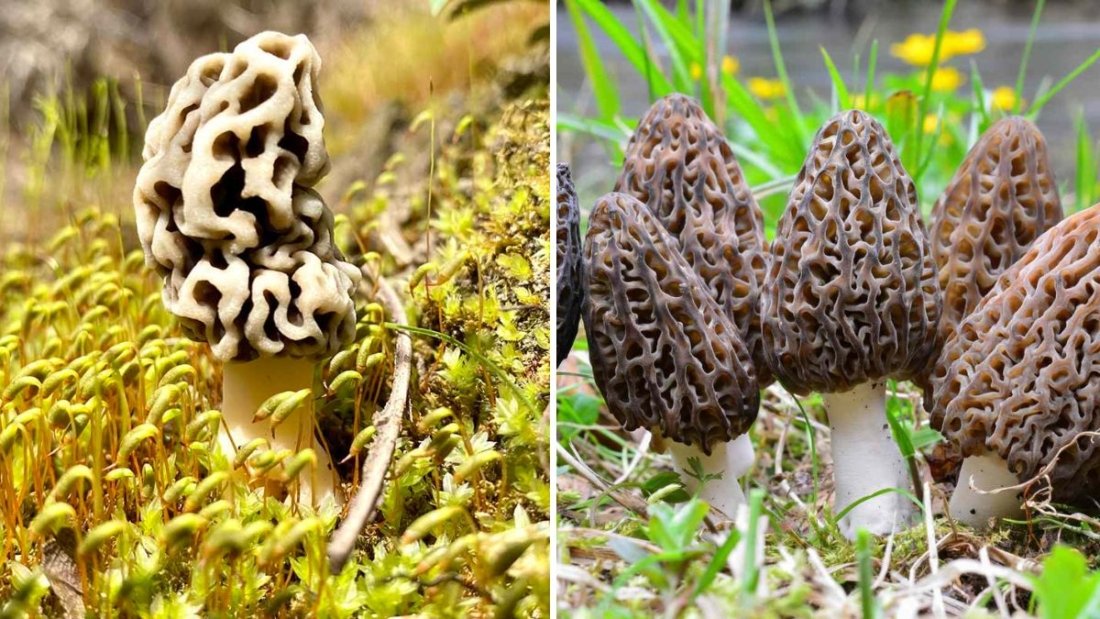 Morel Mushrooms America’s Wild Gourmet Treasure You Need to Try
