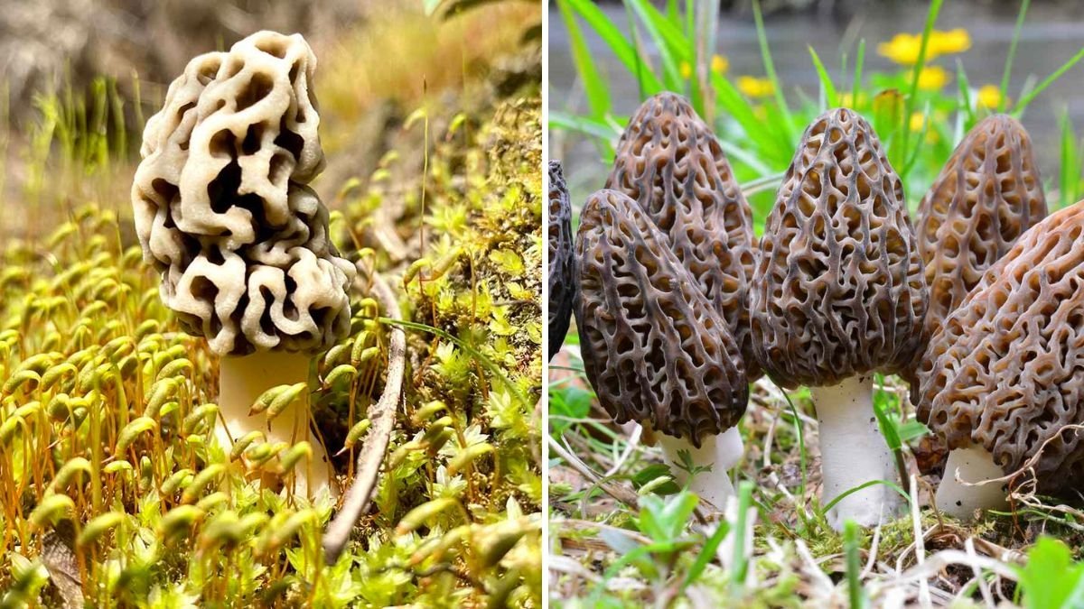 Morel Mushrooms America’s Wild Gourmet Treasure You Need to Try