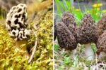 Morel Mushrooms America’s Wild Gourmet Treasure You Need to Try