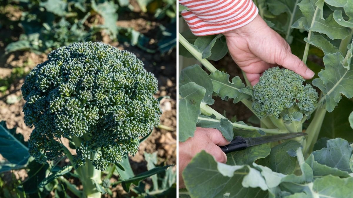 Broccoli America’s Green Powerhouse for Health, Flavor, and Everyday Cooking
