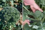 Broccoli America’s Green Powerhouse for Health, Flavor, and Everyday Cooking