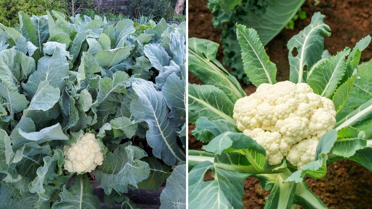 Cauliflower America’s White Gold – The Super Veggie Transforming Healthy Eating