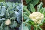 Cauliflower America’s White Gold – The Super Veggie Transforming Healthy Eating