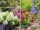 6 Shrubs That Are Perfect for Small Front Yards