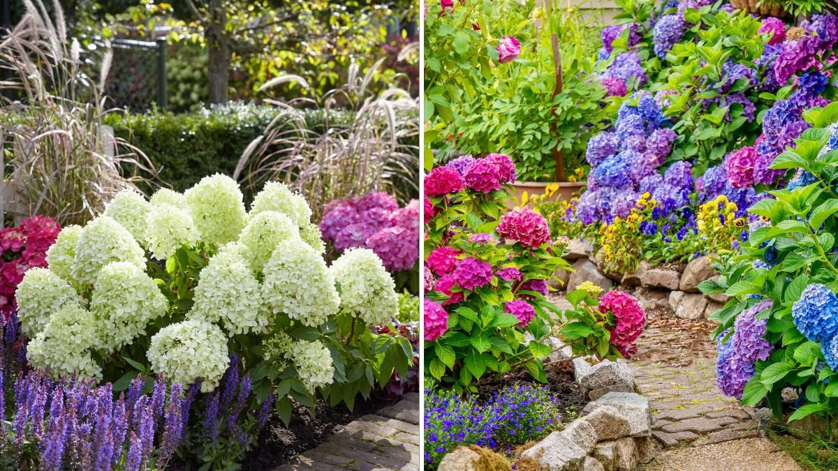6 Shrubs That Are Perfect for Small Front Yards