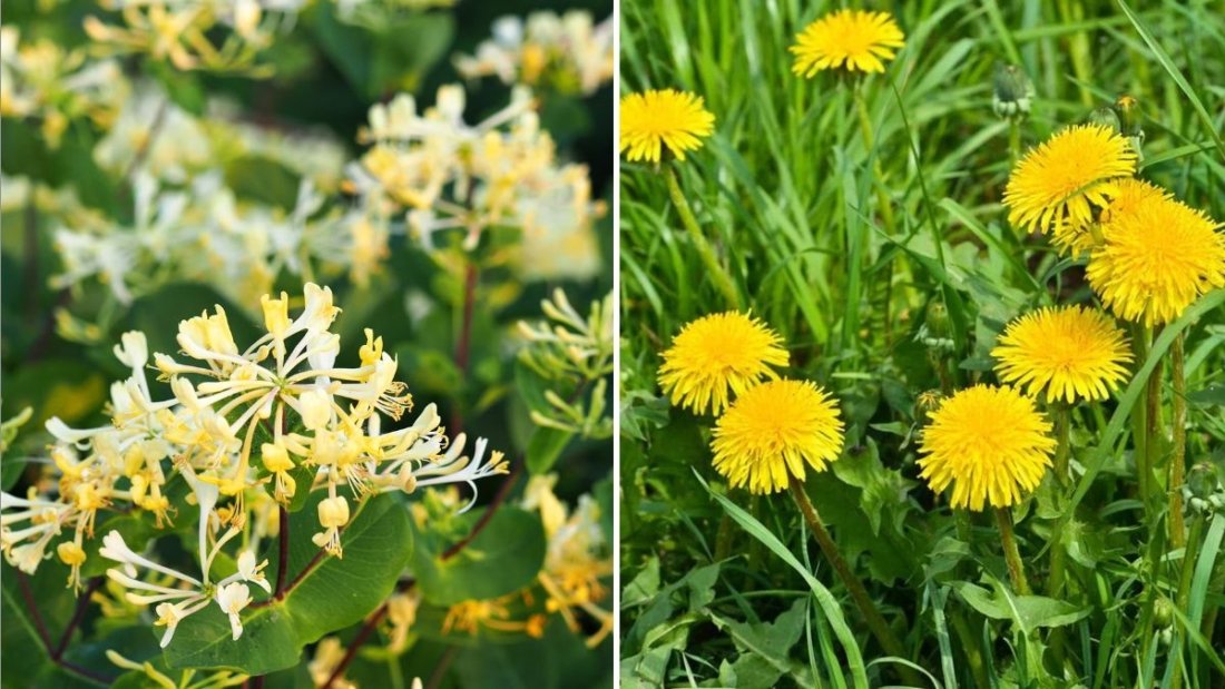 7 Invasive Plants You Should Remove From Your Yard Right Now