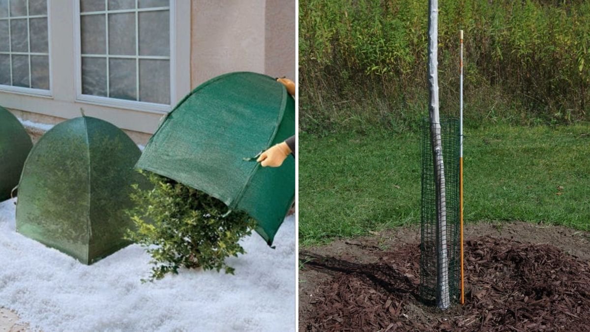 How to Protect Young Trees From Winter Damage